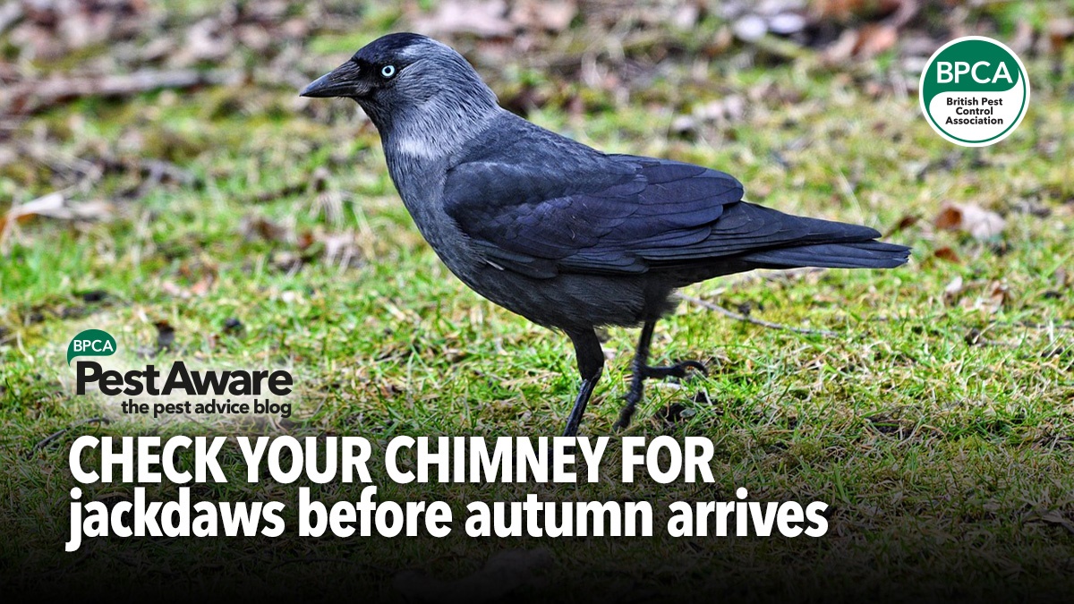 check-your-chimney-for-jackdaws-hero check-your-chimney-for-jackdaws-hero